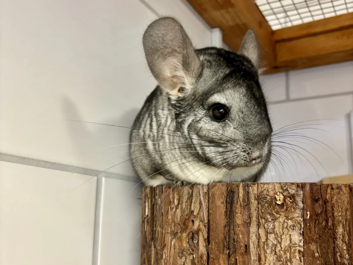 Aurora, Chinchilla aus dem Tierheim Oldenburg