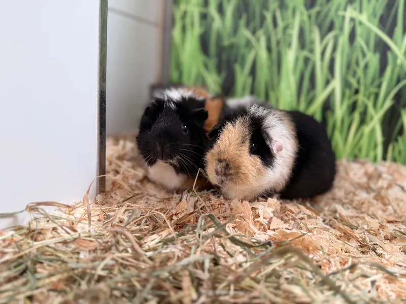 Birgit und Claudia, Meerschweinchen aus dem Tierheim Oldenburg
