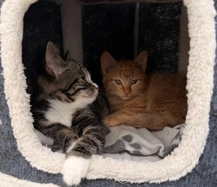 Eckart und Etho, Katze aus dem Tierheim Oldenburg