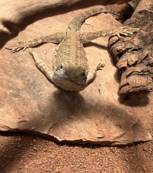 Fili, Zwergbartagame aus dem Tierheim Oldenburg
