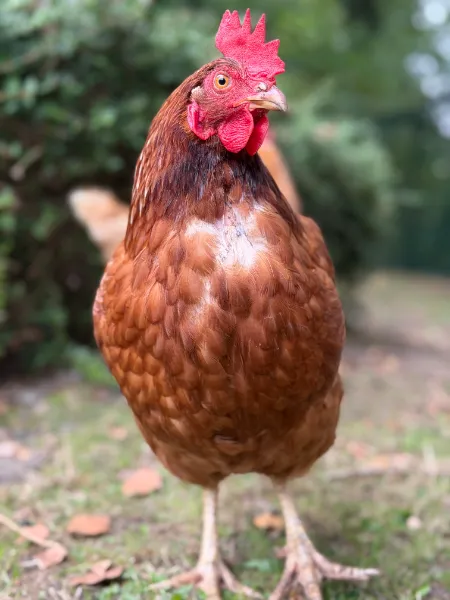 Olga, Henne aus dem Tierheim Oldenburg