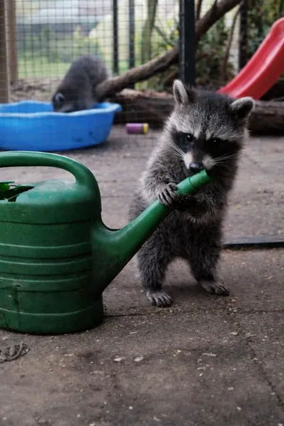 Icke, Waschbär aus dem Tierheim Oldenburg