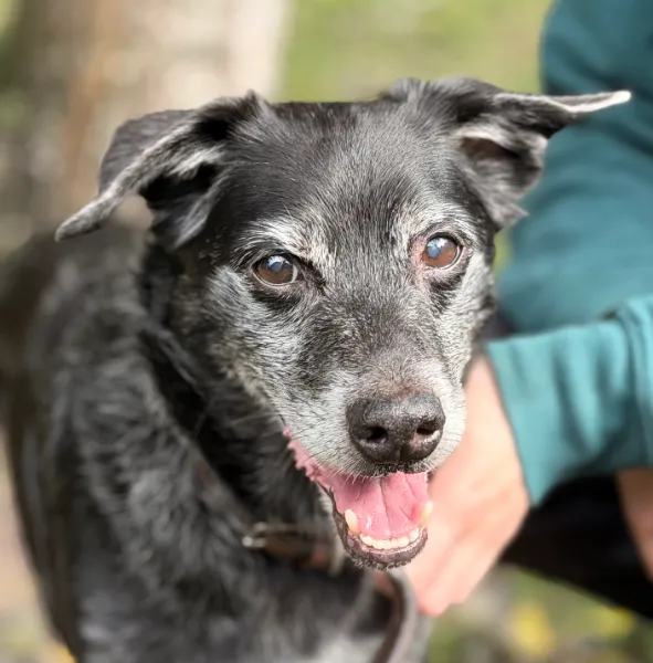 Jacky, Hund aus dem Tierheim Oldenburg