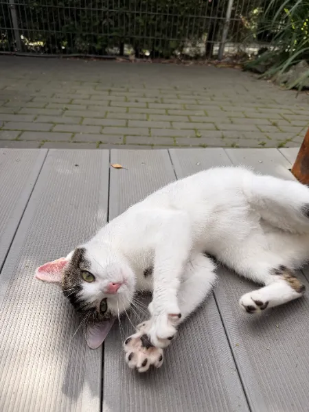 Josey, Katze aus dem Tierheim Oldenburg