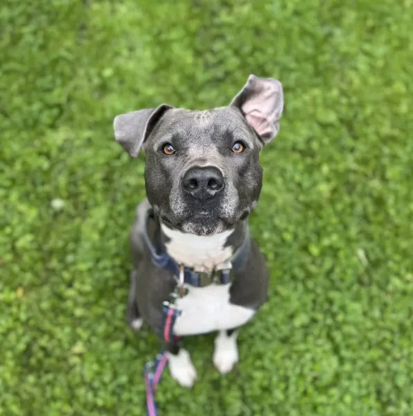 Kevin, Hund aus dem Tierheim Oldenburg