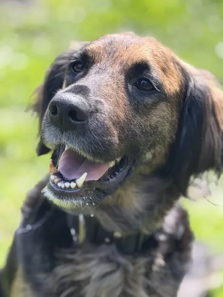 Kina, Hund aus dem Tierheim Oldenburg