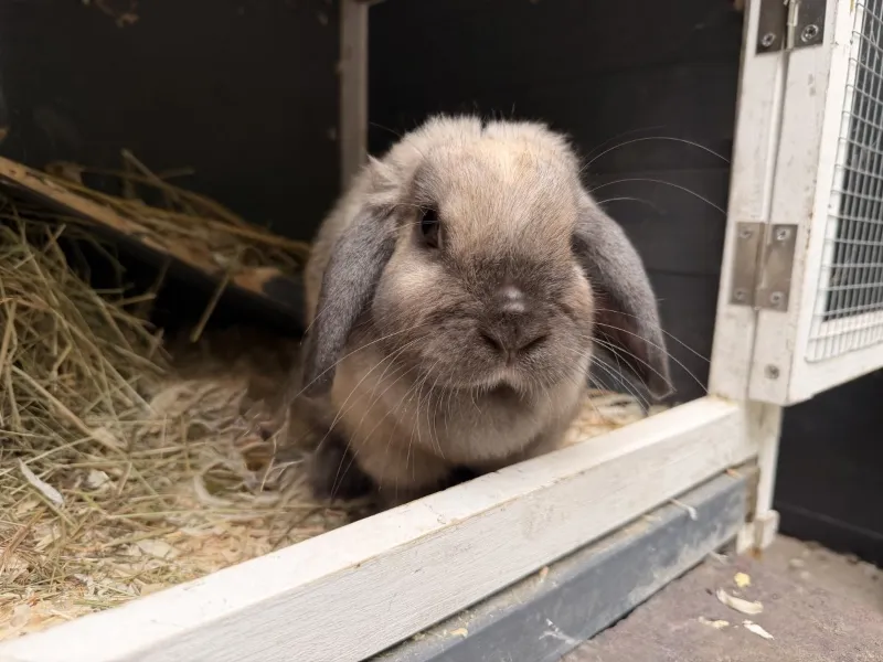 Knödel, Kaninchen aus dem Tierheim Oldenburg