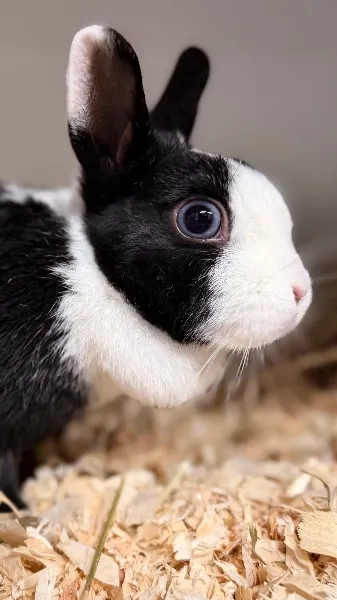 Kürbis, Kaninchen aus dem Tierheim Oldenburg