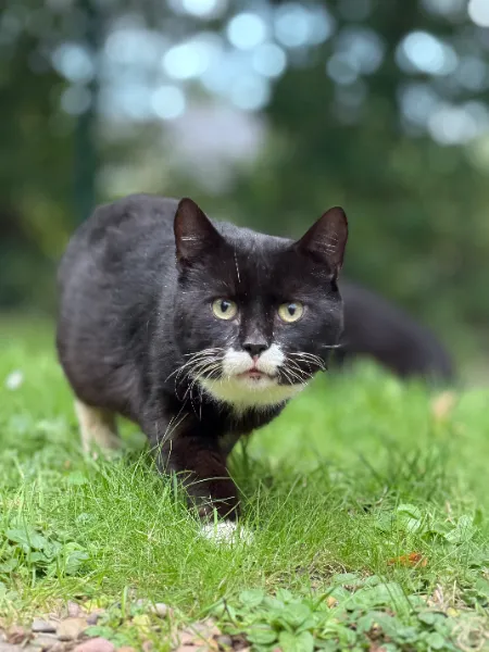 Maurice the Royal Adivsor, Katze aus dem Tierheim Oldenburg