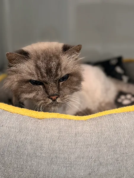 Odin, Katze aus dem Tierheim Oldenburg