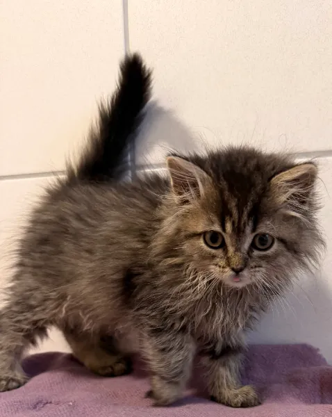 Otto, Katze aus dem Tierheim Oldenburg