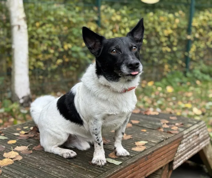Raiko, Hund aus dem Tierheim Oldenburg