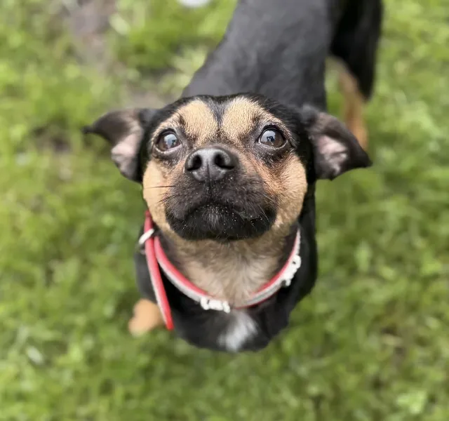 Rudi, Hund aus dem Tierheim Oldenburg