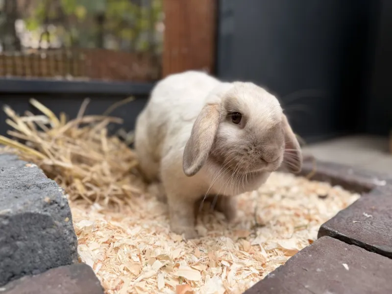 Semmel, Kaninchen aus dem Tierheim Oldenburg