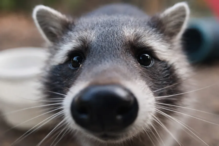 Seppel, Waschbär aus dem Tierheim Oldenburg