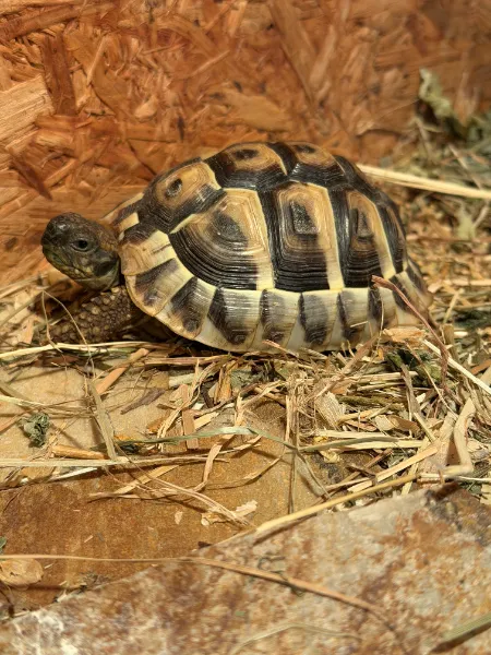 Stöpsel, Landschildkröte aus dem Tierheim Oldenburg