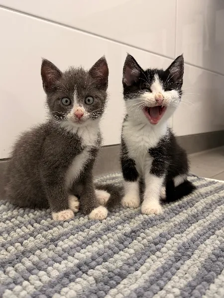 Sunny & Fighter, Katze aus dem Tierheim Oldenburg