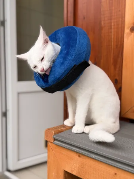 Toastie, Katze aus dem Tierheim Oldenburg