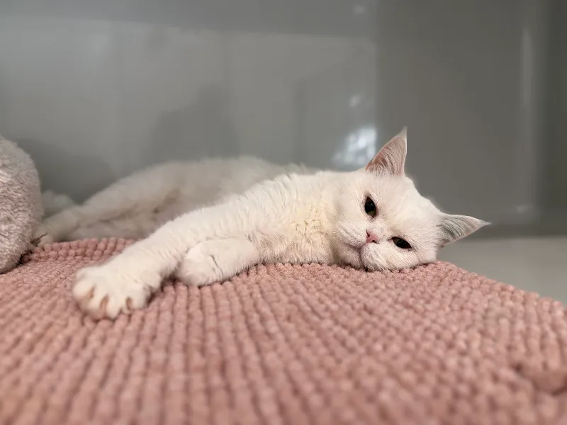 Tutu, Katze aus dem Tierheim Oldenburg
